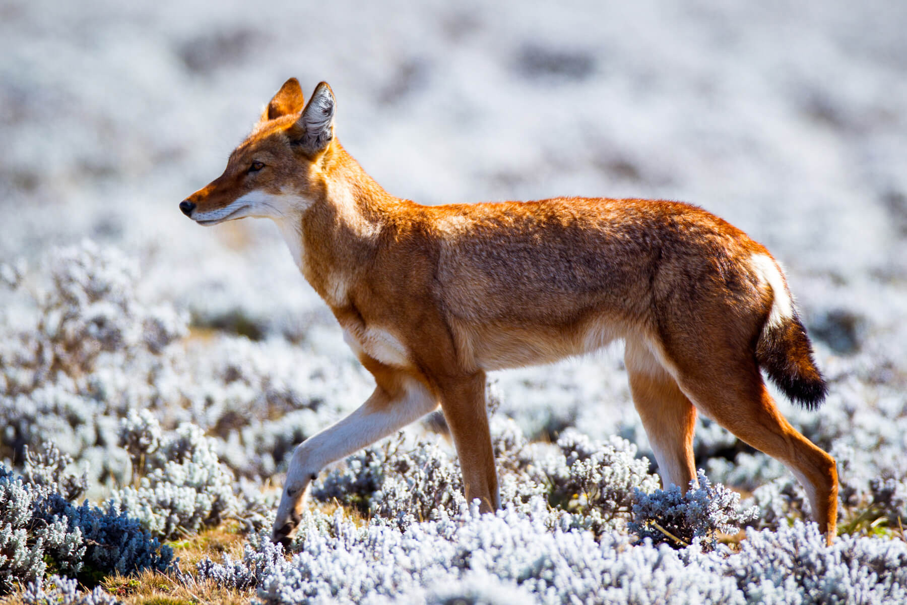 Ethiopian Wolf