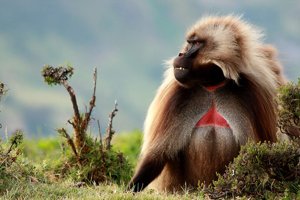 Gelada Baboon